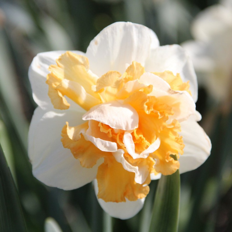 Narcissus 'Peach Prince'